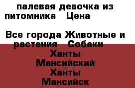 палевая девочка из питомника › Цена ­ 40 000 - Все города Животные и растения » Собаки   . Ханты-Мансийский,Ханты-Мансийск г.